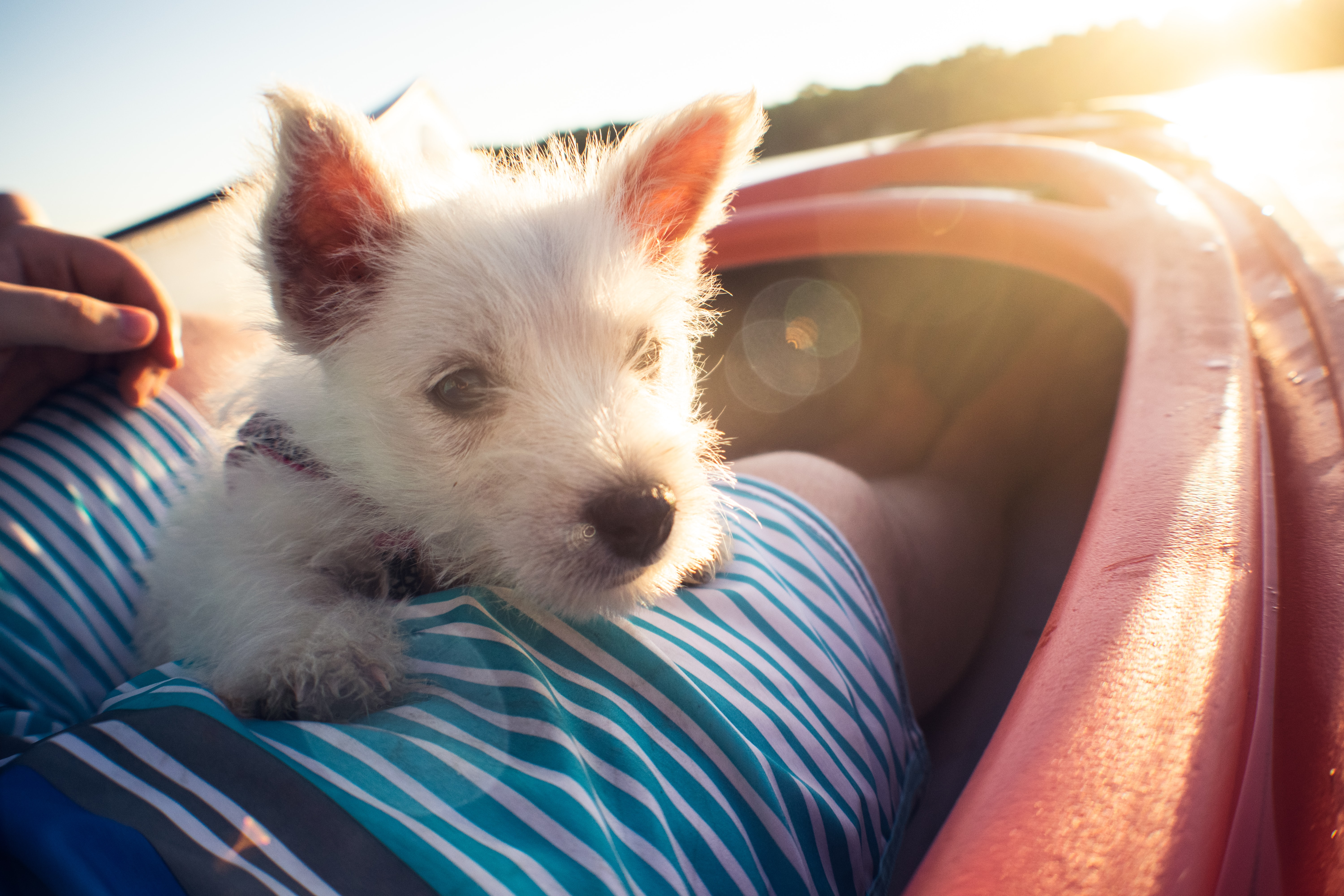 How To Choose the Right Pet Insurance for Your Furry Friend / A Little White Puppy