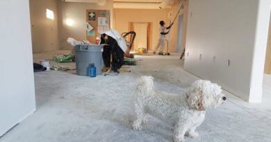 5 Home Improvement Projects that Add Value to Your Home / Little White Poodle in a room inside a home that's being renovated and painted