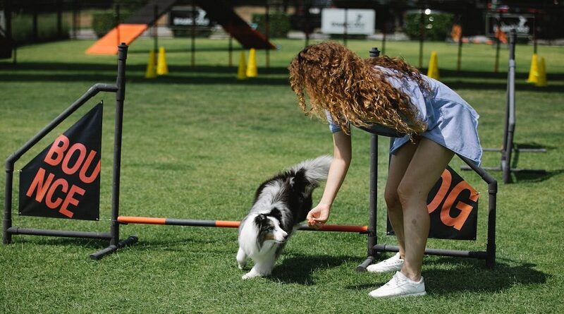 How to Raise Dogs of Different Temperaments / Young curly haired woman training shetland sheepdog on sports field