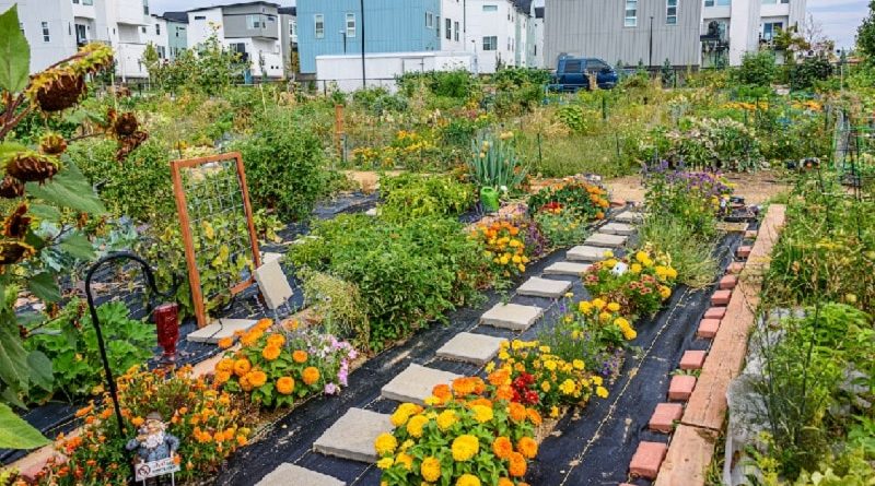 Commuities Gardens in Colorado