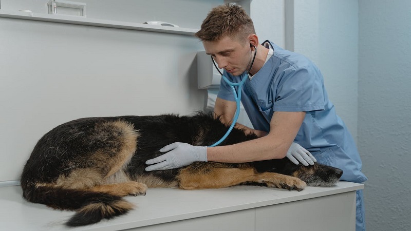 Protection Dog / Dog being examined by a vet