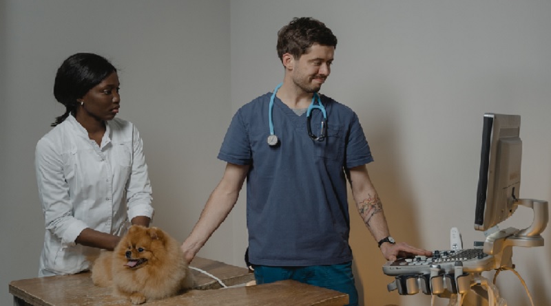 Vet and Vet Tech doing an Ultrasound on a Pekinese Dog