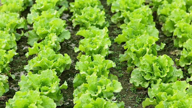 Field of Young Lettuce Plants