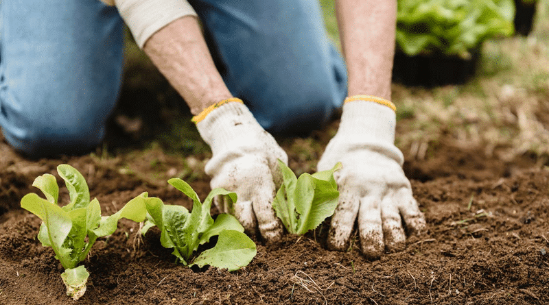 Gloved hands planting in soil / Setting Yourself Up For Gardening Success