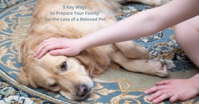 Person Petting an Older Dog who is Laying on a blue and cream patterned Rug / 5 Key Ways to Prepare Your Family for the Loss of a Beloved Pet